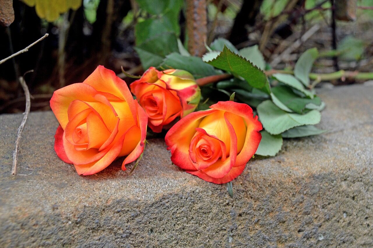 rosen, natur, blume, flower background, beautiful flowers, garten, friedhof, trauer, flowers, roses, nature, garden, summer, schön, bloom, gedenken, colorful, flower wallpaper, orange, atmosphere, colors, stein, stone, zaun