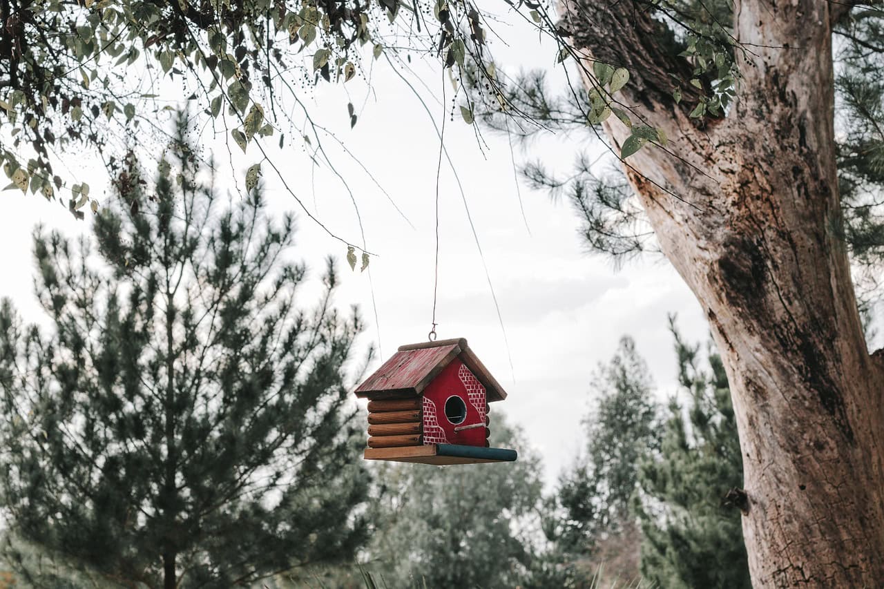 decoration, nature, green, natural, garden, nature, nature, natural, natural, natural, natural, natural, garden, garden, garden
