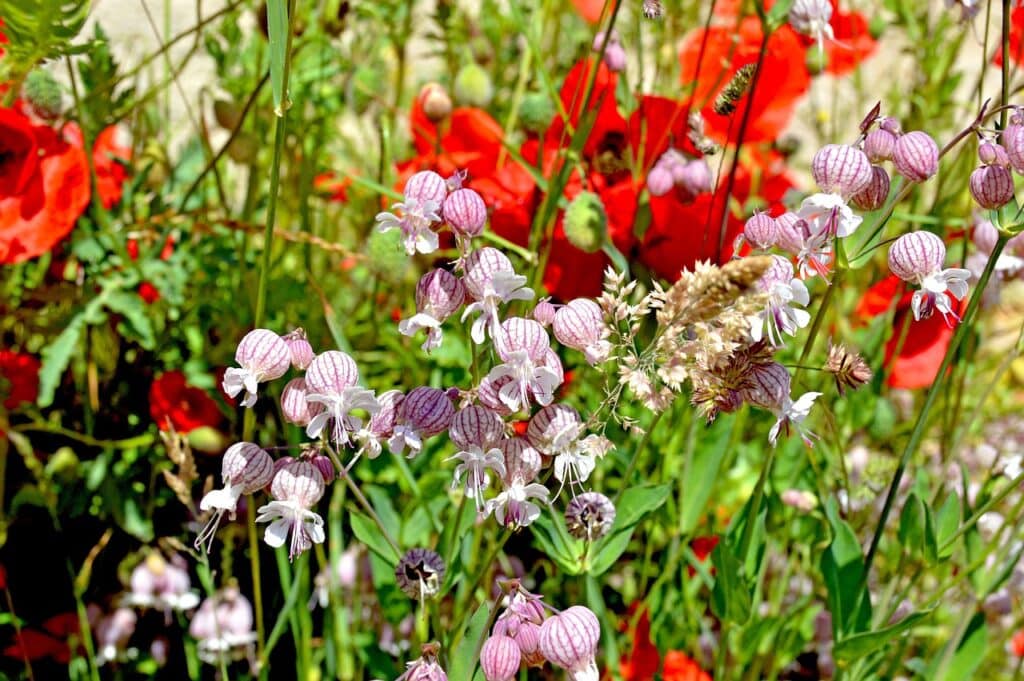 wildblumen, glockengewächs, mohnblume, wiese, feld, fauna, frühling, pflanzen, blumen, farbenfroh, landschaft