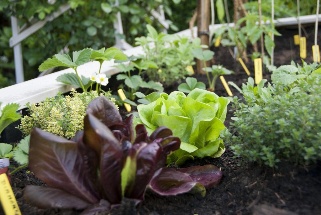 salad, city garden, vegetable