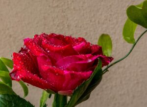 rose, flower, flower wallpaper, rote rosen, natur, flower background, nature, regentropfen, wasser, garden, plant, beautiful flowers, rose flower, bloom