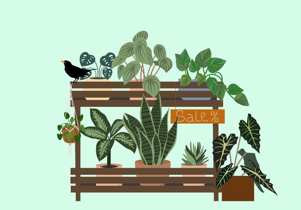 sales, stall, shop, background, drawing, plants, botanical, to buy, houseplants