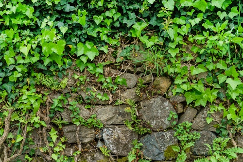 green ivy leaves background