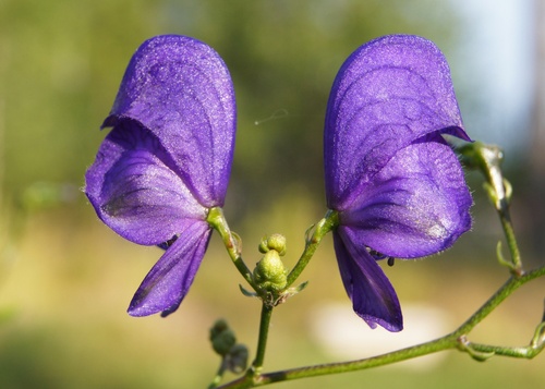 Monkshood (Aconitum napellus) flowers