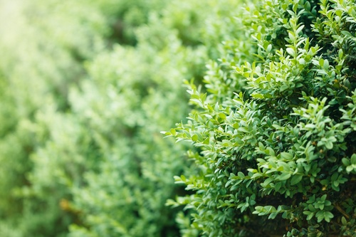 a well landscaped hedge of bushes boxwood