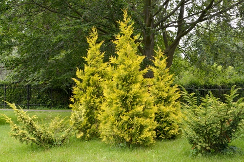 Hundefreundlicher Garten Garten Schule