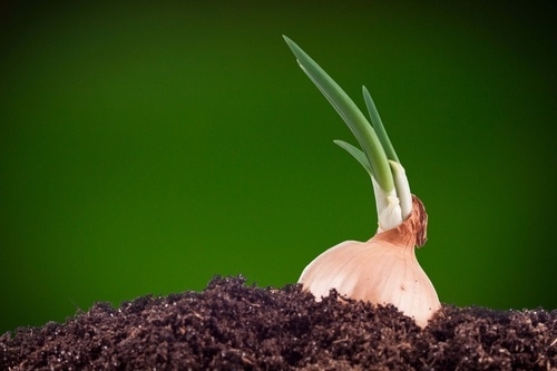 onions in soil on a green background