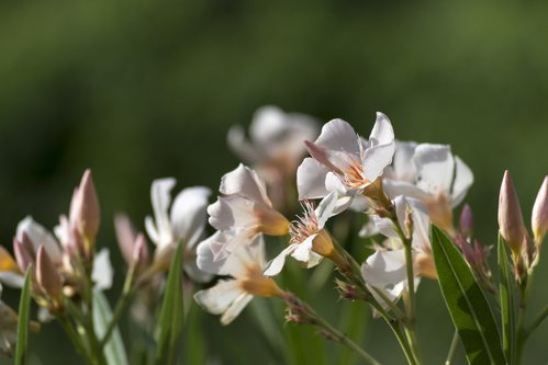 oleander flowers in white apricot pink against a green backgroun