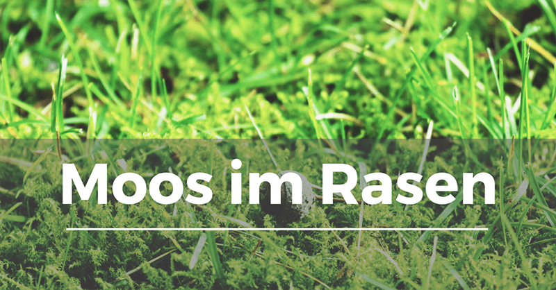 Moos im Rasen - Garten.Schule