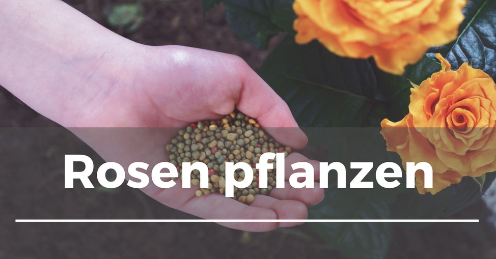 Rosen Pflanzen Garten Schule