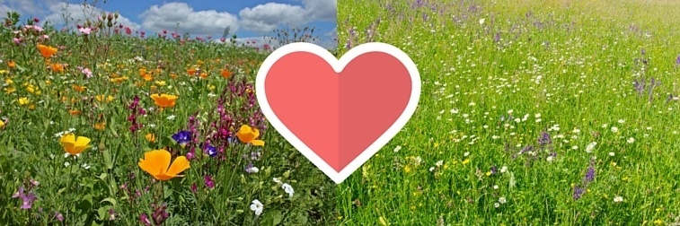 Kr%C3%A4uter-und-Blumenwiese