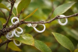 Die typischen wachartigen Schnüre von Takahashia japonica