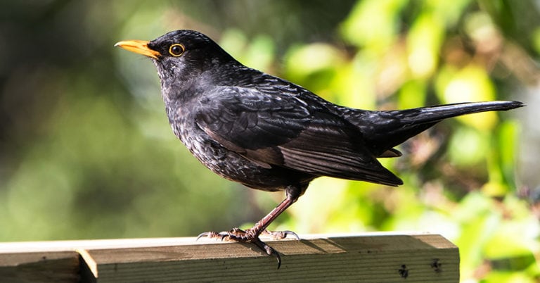 Die 3 Besten Amsel Nistkästen (2025) Im Test!