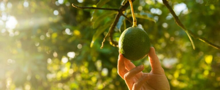 Die 4 Besten Avocado Dünger (2025) Im Test!