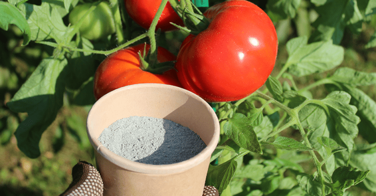 Die 4 Besten Bio-Tomatendünger (2025) Im Test!