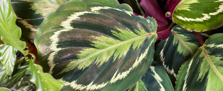 Die 4 Besten Calathea-Dünger (2025) Im Test!