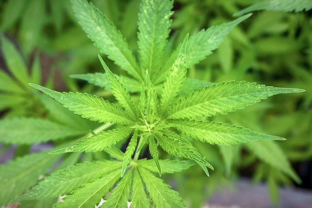 Grow-Erde für Cannabispflanzen