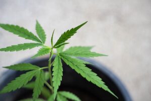 Cannabis-Dünger für die Wachstumsphase