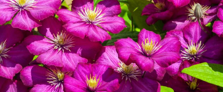 Die 3 Besten Clematis Dünger (2025) Im Test!