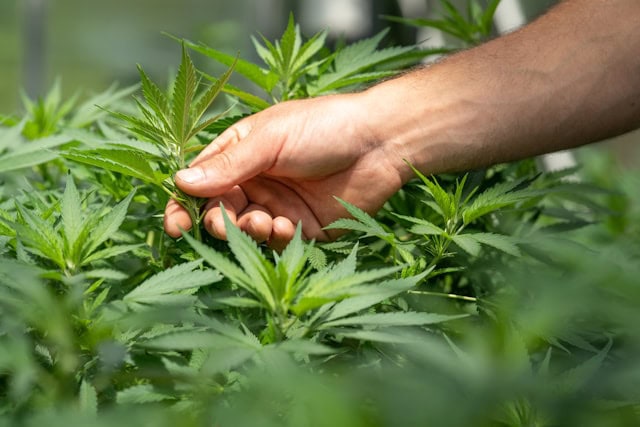 Cannabis Dünger