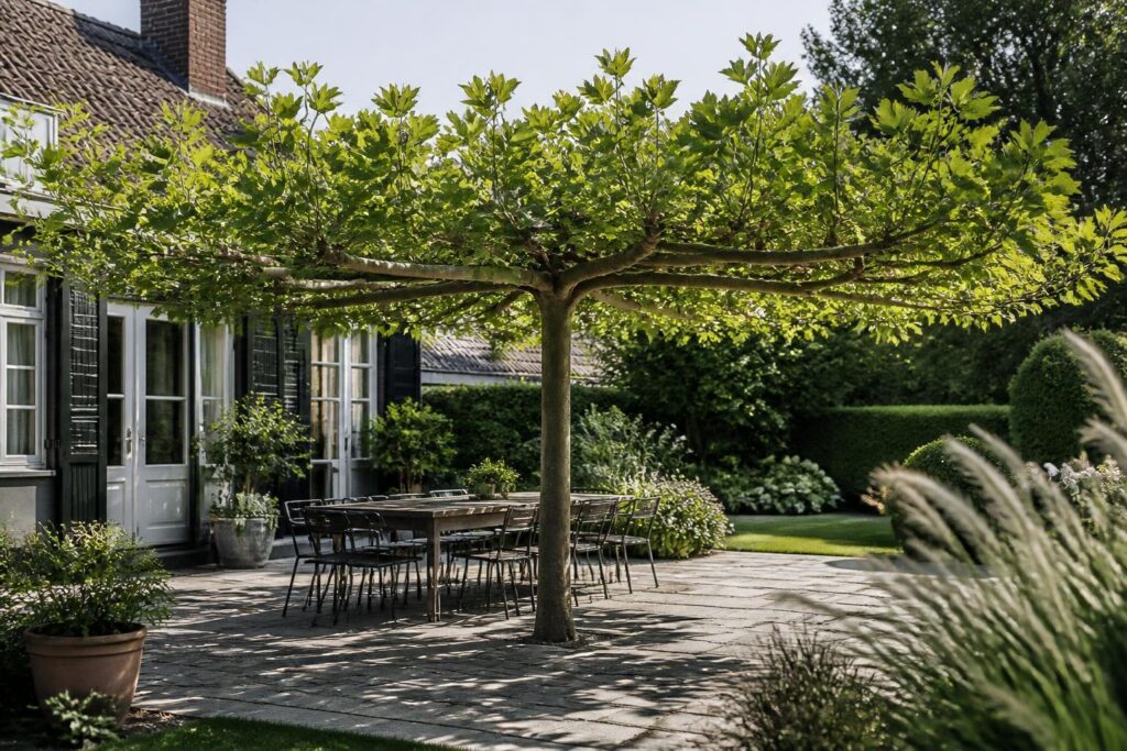 Dachplatane im Garten: Nachteile, die du vor dem Pflanzen kennen solltest