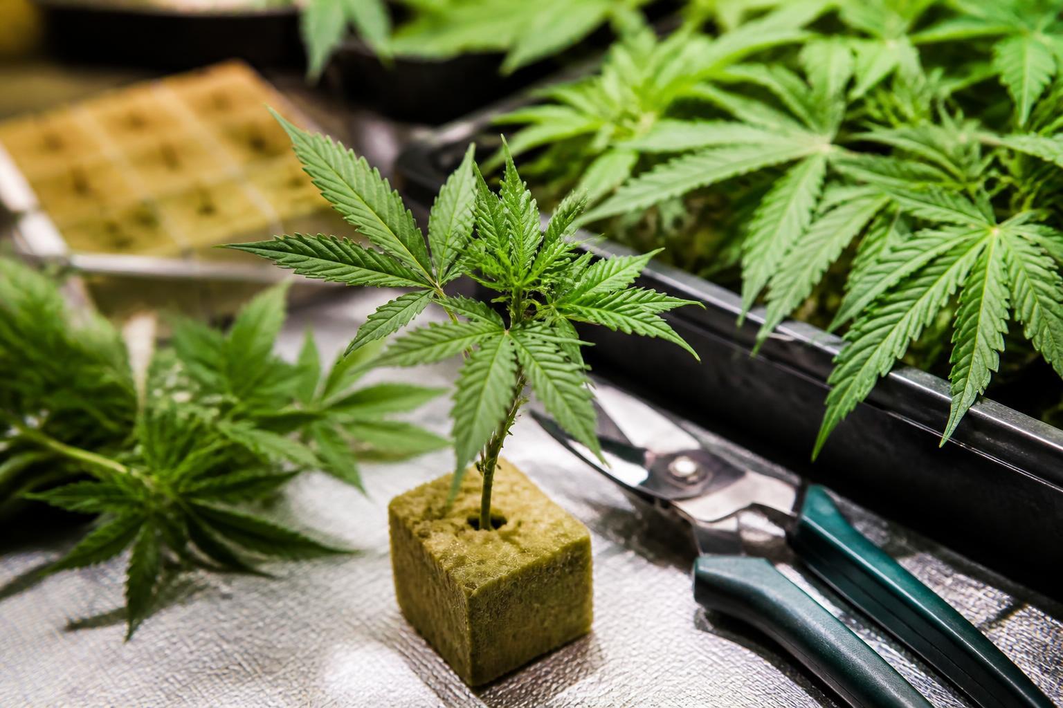 Warum Stecklinge einen Platz im Werkzeugkasten jedes Growers verdienen