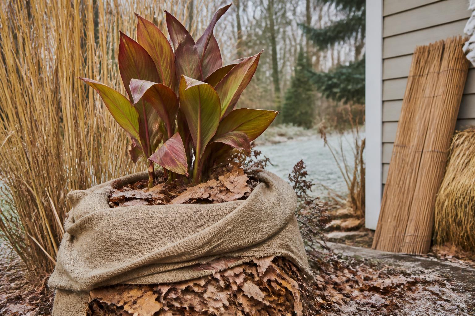 Canna überwintern: Indisches Blumenrohr richtig schützen