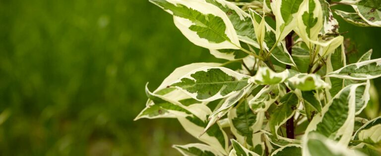 Die 4 Besten Ficus-Dünger (2025) Im Test!