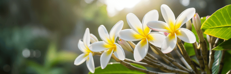 Die 3 Besten Frangipani-Dünger (2025) Im Test!