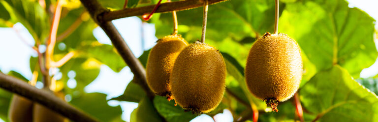 Die 3 Besten Kiwi-Dünger (2025) Im Test!