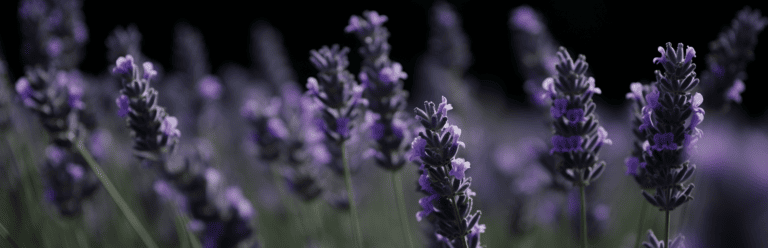 Die 3 Besten Lavendel-Dünger (2025) Im Test!