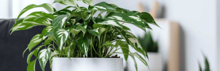 Die 3 Besten Philodendron-Dünger (2025) Im Test!