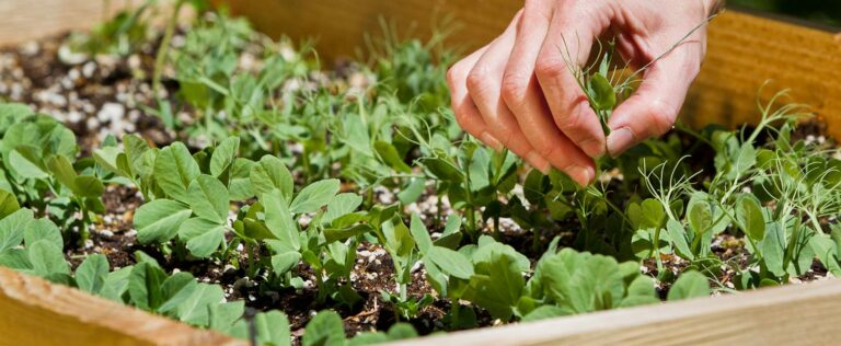 Die 4 Besten Hochbeet Dünger (2025) Im Test!