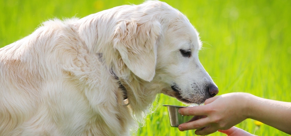Hundefreundlicher Garten Garten Schule