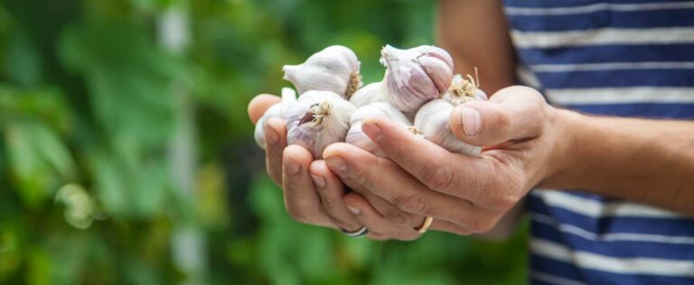 Die 4 Besten Knoblauch-Dünger (2025) Im Test!