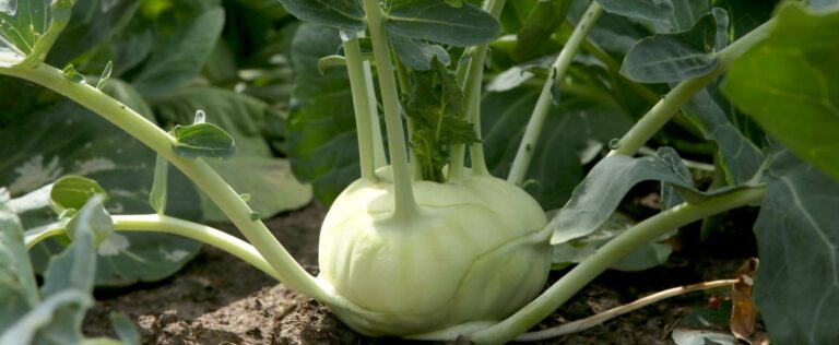 Die 3 Besten Kohlrabi Dünger (2025) Im Test!