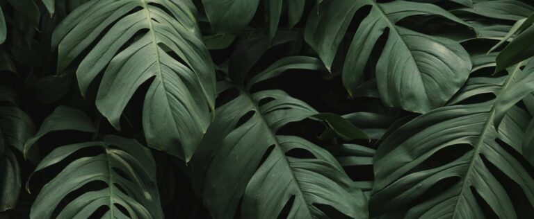 Die 4 Besten Monstera Dünger (2025) Im Test!