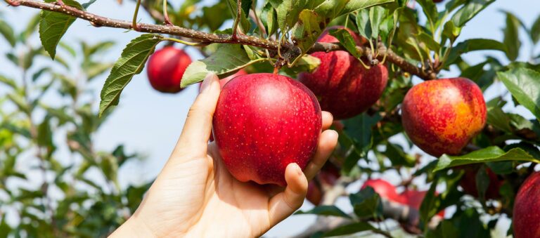 Die 4 Besten Obstdünger (2025) Im Test!