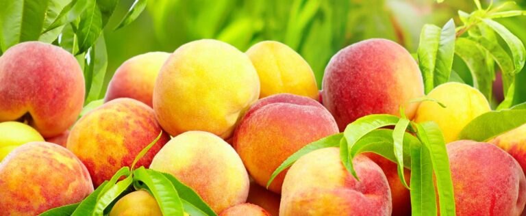 Die 4 Besten Obstbaumdünger (2025) Im Test!