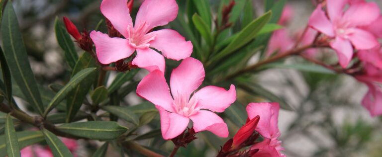Die 4 Besten Oleander-Dünger (2025) Im Test!