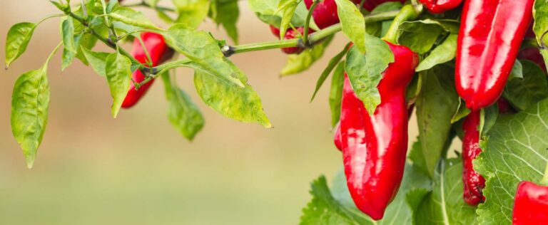 Die 4 Besten Paprika-Dünger (2025) Im Test!