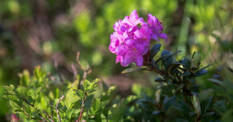 Die 4 Besten Rhododendron-Dünger (2025) Im Test!