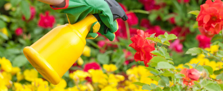 Die 3 Besten Flüssigen Rosendünger (2025) Im Test!