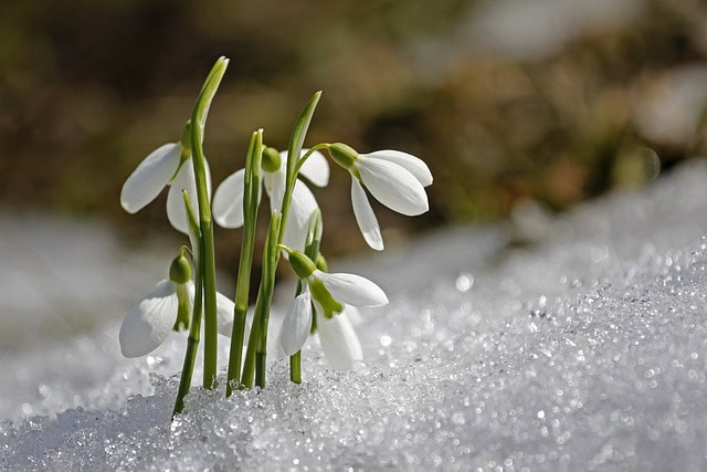 winterharte Blumen