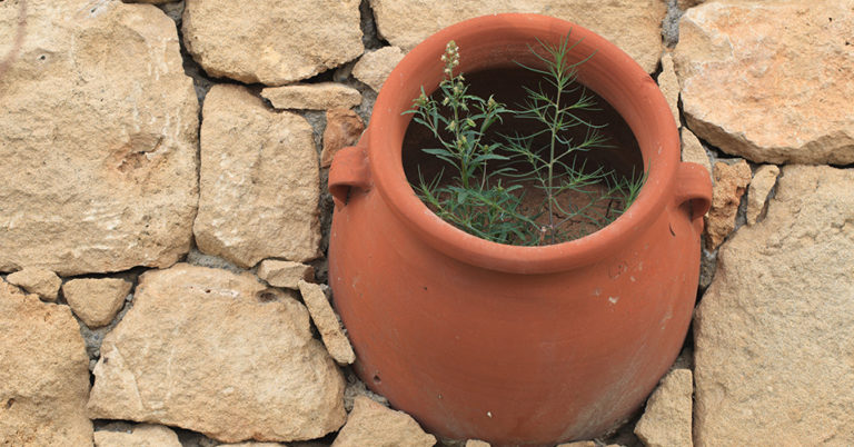 Die 3 Besten Terracotta Pflanzkübel (2025) Im Test!