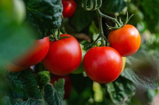Tomatendach zum Schutz von Tomatenpflanzen