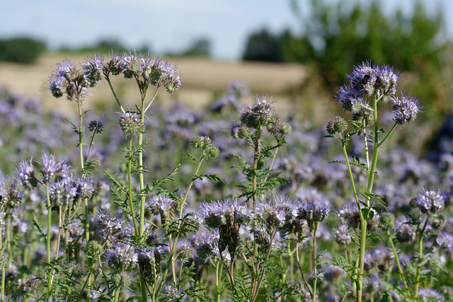 Gründüngung Nachteile