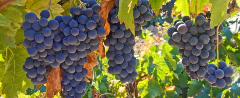 Die 4 Besten Weinreben-Dünger (2025) Im Test!