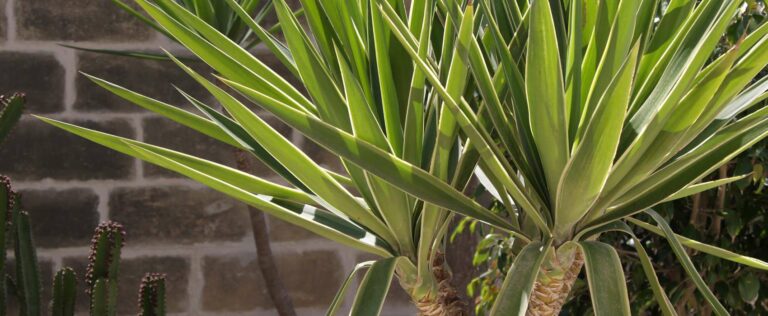 Die 3 Besten Yucca-Dünger (2025) Im Test!