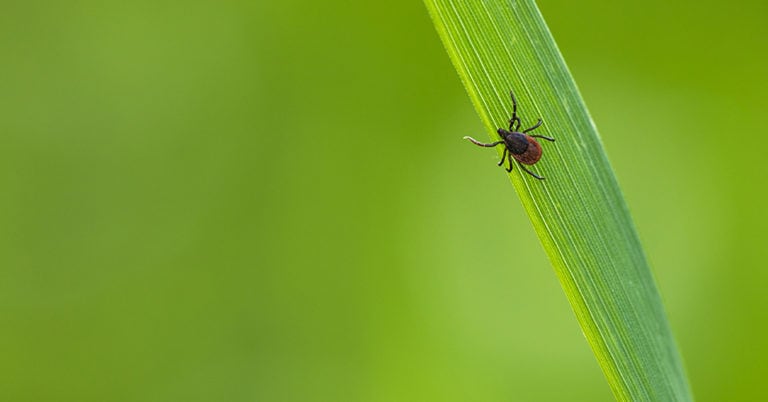 Die 3 Besten Produkte Gegen Zecken Im Garten (2025) Im Test!